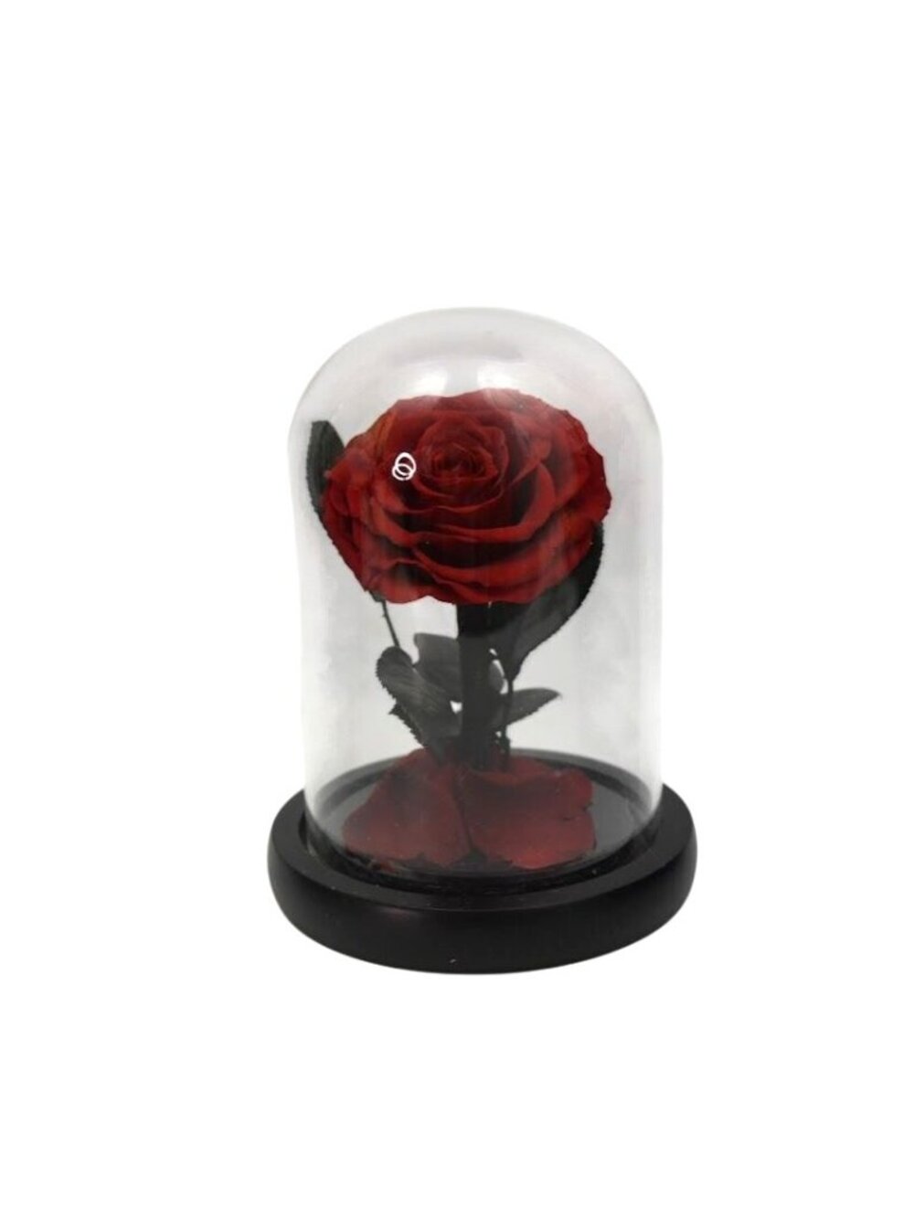 Preserved Red Rose Glass Cloche Dome Beauty Beast Eternal Flower Romantic Box